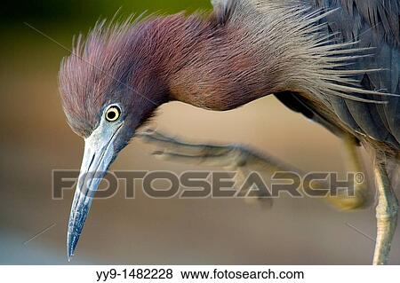 Littel Blue Heron Preening - Green Cay Wetlands, Delray Beach, Florida USA View Large Photo Image Stock Photo - Littel Blue Heron Preening - Green Cay Wetlands, Delray Beach, Florida USA. Fotosearch