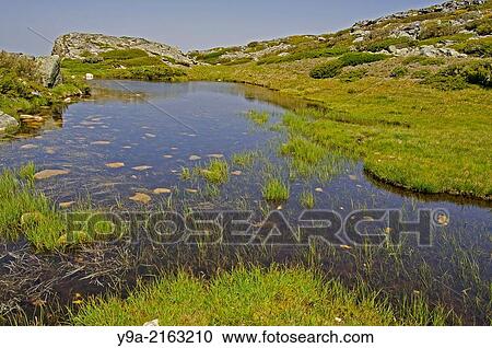 Little alpine lagoon, Serra da Estrela Natural Park, Gouveia, Guarda, Beira Interior Norte, Portugal. View Large Photo Image Stock Image - Little alpine lagoon, Serra da Estrela Natural Park, Gouveia, Guarda, Beira Interior Norte, Portugal.. Fotosearch