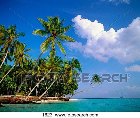 Little Bandos, Male Atoll, Maldive Islands. View Large Photo Image Stock Image - Little Bandos, Male Atoll, Maldive Islands.. Fotosearch