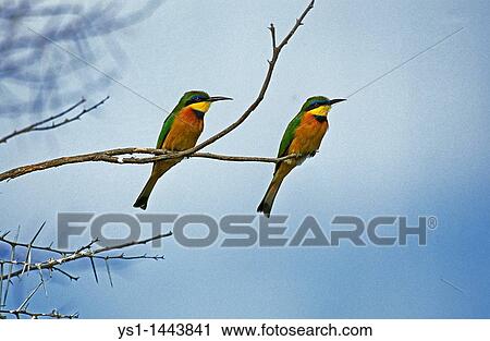 LITTLE BEE EATER merops pusillus, ADULTS STANDING ON BRANCH, KENYA View Large Photo Image Stock Image - LITTLE BEE EATER merops pusillus, ADULTS STANDING ON BRANCH, KENYA. Fotosearch
