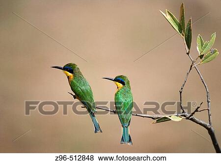 Little Bee-Eater (Merops pusillus). Samburu National Reserve. Kenya View Large Photo Image Stock Photo - Little Bee-Eater (Merops pusillus). Samburu National Reserve. Kenya. Fotosearch