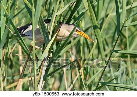 Stock Image - Little bittern ixobrychus minutus adult male Spain. Fotosearch