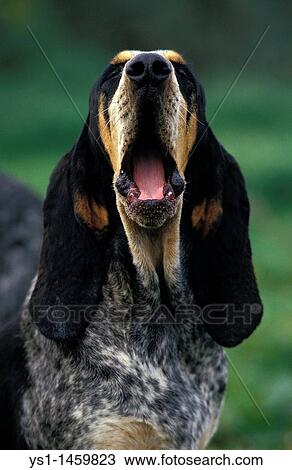 LITTLE BLUE GASCONY HOUND, ADULT YAWNING View Large Photo Image Stock Image - LITTLE BLUE GASCONY HOUND, ADULT YAWNING. Fotosearch