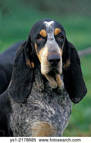 Little Blue Gascony Hound, Portrait of Dog. View Large Photo Image Stock Photography - Little Blue Gascony Hound, Portrait of Dog.. Fotosearch