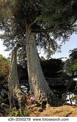 little boy sitting at the foot of a big tree, Tristan Island off Douarnenez, Finistere department, Brittany region, west of France, western Europe. View Large Photo Image Stock Photo - little boy sitting at the foot of a big tree, Tristan Island off Douarnenez, Finistere department, Brittany region, west of France, western Europe.. Fotosearch