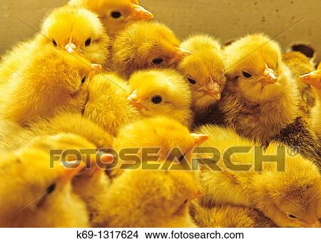 Picture - Little Chicken.. Fotosearch