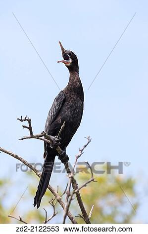Little Cormorant (Phalacrocorax niger) perched on branch, yawning with bill open. Laem Pak Bia. Thailand. View Large Photo Image Stock Image - Little Cormorant (Phalacrocorax niger) perched on branch, yawning with bill open. Laem Pak Bia. Thailand.. Fotosearch