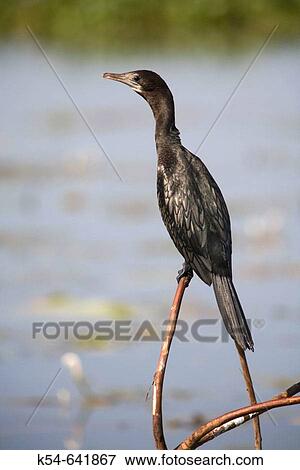 Little Cormorant, Phalacrocorax niger, at Backwater Cannal, Kerela View Large Photo Image Stock Photo - Little Cormorant, Phalacrocorax niger, at Backwater Cannal, Kerela. Fotosearch