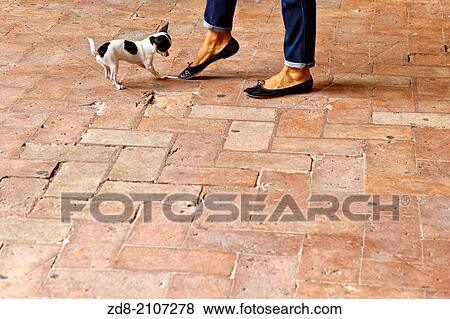 little dog in pienza. italy. View Large Photo Image Stock Photo - little dog in pienza. italy.. Fotosearch