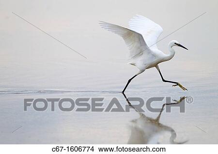 Little Egret Egretta garzetta chasing fish View Large Photo Image Picture - Little Egret Egretta garzetta chasing fish. Fotosearch