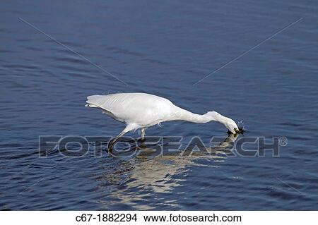 Little Egret Egretta garzetta chasing fish View Large Photo Image Picture - Little Egret Egretta garzetta chasing fish. Fotosearch