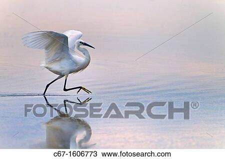 Little Egret Egretta garzetta chasing fish View Large Photo Image Stock Image - Little Egret Egretta garzetta chasing fish. Fotosearch