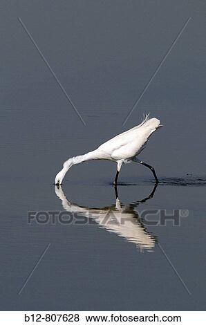 Little Egret (Egretta garzetta) fishing View Large Photo Image Stock Photo - Little Egret (Egretta garzetta) fishing. Fotosearch