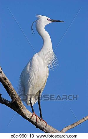 Little Egret Egretta garzetta in the Danube Delta, portrait standing on tree branch Europe, Eastern Europe, Romania, Dobrogea, Danube Delta, 2006 View Large Photo Image Stock Image - Little Egret Egretta garzetta in the Danube Delta, portrait standing on tree branch Europe, Eastern Europe, Romania, Dobrogea, Danube Delta, 2006. Fotosearch