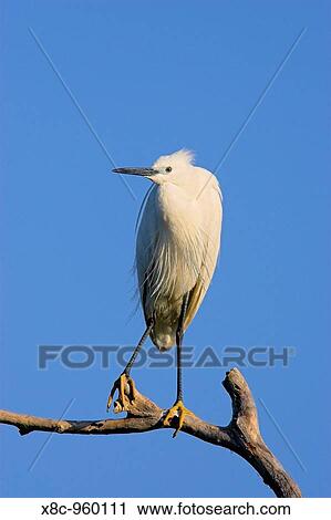 Little Egret Egretta garzetta in the Danube Delta, portrait standing on tree branch Europe, Eastern Europe, Romania, Dobrogea, Danube Delta, 2006 View Large Photo Image Stock Image - Little Egret Egretta garzetta in the Danube Delta, portrait standing on tree branch Europe, Eastern Europe, Romania, Dobrogea, Danube Delta, 2006. Fotosearch