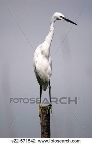 Little Egret (Egretta garzetta), La Albufera National Park. Valencia province, Comunidad Valenciana, Spain View Large Photo Image Stock Image - Little Egret (Egretta garzetta), La Albufera National Park. Valencia province, Comunidad Valenciana, Spain. Fotosearch