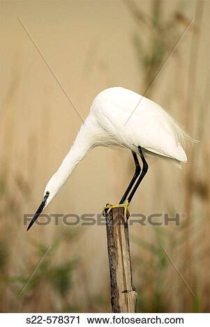 Little Egret (Egretta garzetta). La Albufera National Park, Comunidad Valenciana, Spain View Large Photo Image Stock Image - Little Egret (Egretta garzetta). La Albufera National Park, Comunidad Valenciana, Spain. Fotosearch