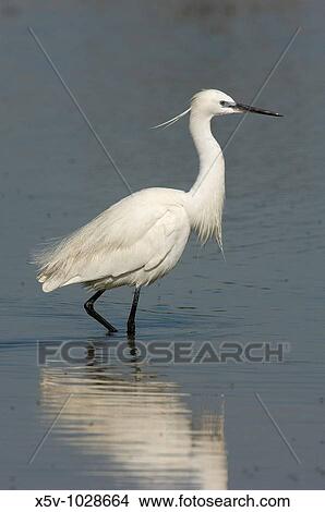 Picture - Little Egret (Egretta garzetta). Odiel Marshes Natural Place. Huelva. Andalusia. Spain.. Fotosearch