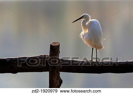 Little Egret Egretta garzetta preening feathers Thailand View Large Photo Image Stock Photo - Little Egret Egretta garzetta preening feathers Thailand. Fotosearch