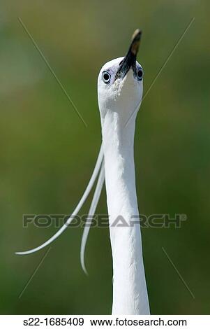 Little Egret, Egretta garzetta. View Large Photo Image Stock Photo - Little Egret, Egretta garzetta.. Fotosearch