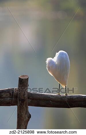 Little Egret (Egretta garzetta) preening feathers. Thailand. View Large Photo Image Stock Photo - Little Egret (Egretta garzetta) preening feathers. Thailand.. Fotosearch