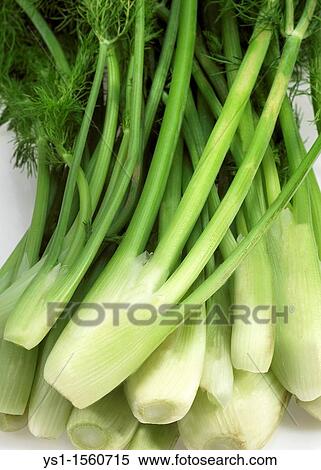 Little Fennel, foeniculum vulgare, Vegetables against White Background View Large Photo Image Stock Photography - Little Fennel, foeniculum vulgare, Vegetables against White Background. Fotosearch