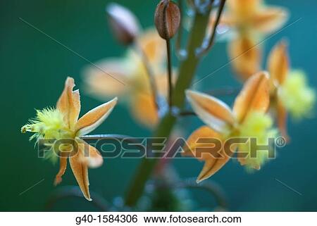 Little Flowers View Large Photo Image Stock Photograph - Little Flowers. Fotosearch