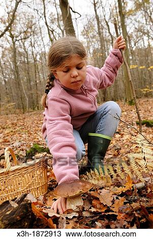 little girl gathering mushrooms, boletus edulis, Forest of Rambouillet, Yvelines department, Ile-de-France region, France, Europe View Large Photo Image Stock Image - little girl gathering mushrooms, boletus edulis, Forest of Rambouillet, Yvelines department, Ile-de-France region, France, Europe. Fotosearch