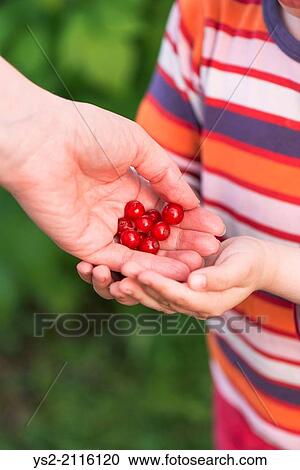 Little girl helping her mother pick redcurrants in garden. View Large Photo Image Stock Image - Little girl helping her mother pick redcurrants in garden.. Fotosearch