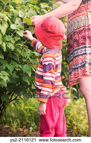 Little girl helping her mother pick redcurrants from bush in garden. View Large Photo Image Stock Image - Little girl helping her mother pick redcurrants from bush in garden.. Fotosearch