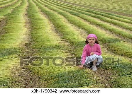 little girl in a cut flax field around Etretat, Cote d? Albatre, Pays de Caux, Seine-Maritime department, Upper Normandy region, France, Europe View Large Photo Image Stock Image - little girl in a cut flax field around Etretat, Cote d? Albatre, Pays de Caux, Seine-Maritime department, Upper Normandy region, France, Europe. Fotosearch
