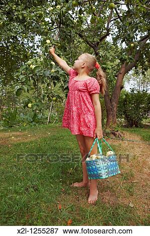 Little girl picking apples in the garden View Large Photo Image Stock Photo - Little girl picking apples in the garden. Fotosearch