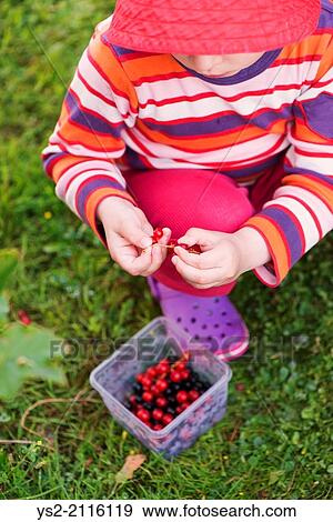 Stock Photo - Little girl picking black and red currants in garden.. Fotosearch