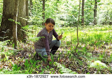 little girl picking lily of the valley in the Forest of Rambouillet, Yvelines department, Ile-de-France region, France, Europe View Large Photo Image Stock Photo - little girl picking lily of the valley in the Forest of Rambouillet, Yvelines department, Ile-de-France region, France, Europe. Fotosearch