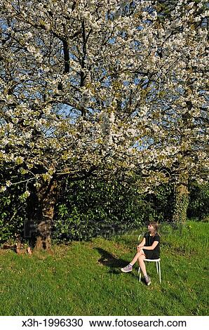 Stock Image - little girl sitting under a blossoming cherry tree, Senantes, Eure-et-Loir department, Centre region, France, Europe.. Fotosearch