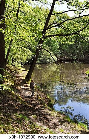 Stock Image - little girl walking around the Vilpert ponds around Saint-Leger-en-Yvelines, Forest of Rambouillet, Yvelines department, Ile-de-France region, France, Europe. Fotosearch