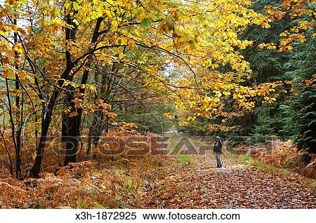 Stock Photography - little girl walking in the Forest of Rambouillet, Yvelines department, Ile-de-France region, France, Europe. Fotosearch