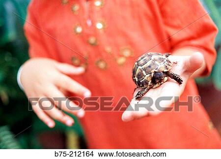 Little girl with turtle View Large Photo Image Picture - Little girl with turtle. Fotosearch
