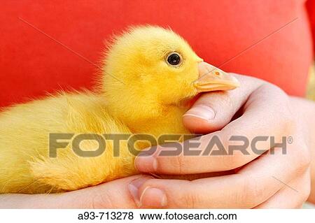Little goose View Large Photo Image Stock Photo - Little goose. Fotosearch