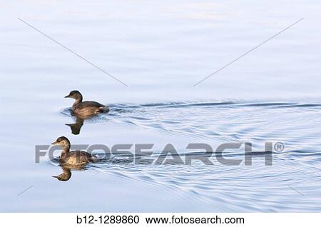 Little Grebe (Podiceps ruficollis) View Large Photo Image Stock Image - Little Grebe (Podiceps ruficollis). Fotosearch