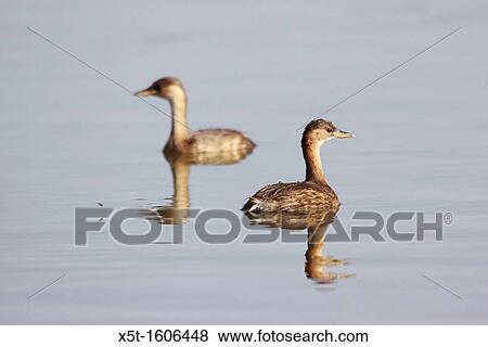 Stock Photo - Little Grebe Tachybaptus ruficollis in a pond, Photographed in Israel in September. Fotosearch