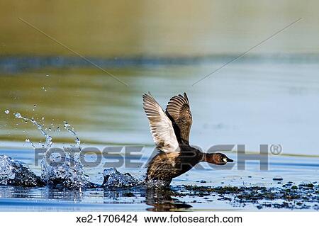 Picture - Little grebe Tachybaptus ruficollis, Crete. Fotosearch
