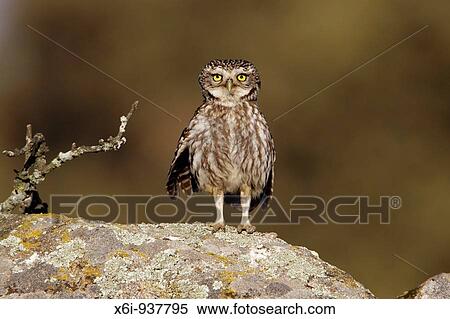 Stock Photography - Little Owl Athena noctua - perched on boulder, alert, Alentejo region, Portugal. Fotosearch