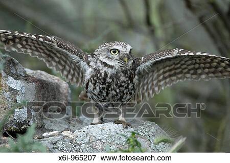 Stock Photo - Little Owl Athena noctua, spreading wings in rain, Alentejo, Portugal. Fotosearch