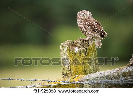 Little Owl Athene noctua adult perched on post in farmland habitat captive-bred Wales, July 2009 View Large Photo Image Stock Photo - Little Owl Athene noctua adult perched on post in farmland habitat captive-bred Wales, July 2009. Fotosearch