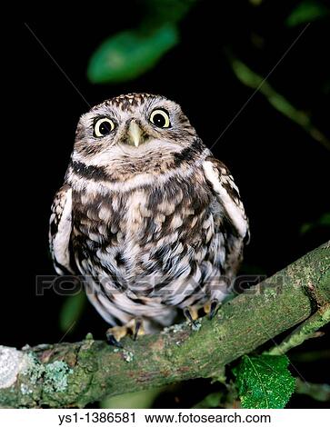 Stock Image - Little Owl, athene noctua, Adult standing on Branch. Fotosearch