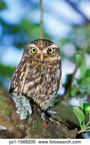 Little Owl, athene noctua, Adult standing on Branch, Normandy View Large Photo Image Stock Image - Little Owl, athene noctua, Adult standing on Branch, Normandy. Fotosearch