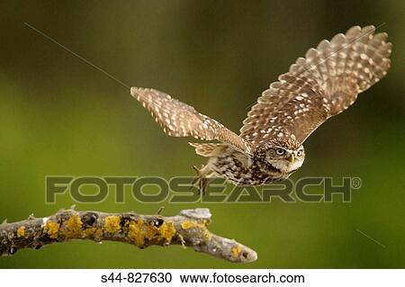 Little Owl (Athene noctua), Doana National Park. Andalucia, Spain View Large Photo Image Stock Image - Little Owl (Athene noctua), Doana National Park. Andalucia, Spain. Fotosearch