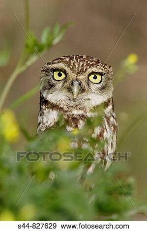 Little Owl (Athene noctua), Doana National Park. Andalucia, Spain View Large Photo Image Stock Photo - Little Owl (Athene noctua), Doana National Park. Andalucia, Spain. Fotosearch