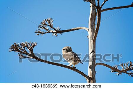 Little Owl Athene noctua - It is partly diurnal and often perches prominently during the day Massa National Park south of Agadir Southwest Morocco View Large Photo Image Stock Photo - Little Owl Athene noctua - It is partly diurnal and often perches prominently during the day Massa National Park south of Agadir Southwest Morocco. Fotosearch
